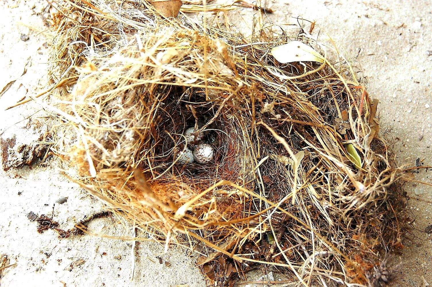 Carolina wren nest